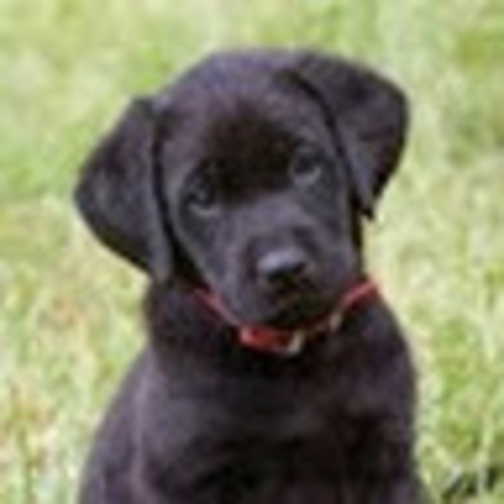 Meet your Posher, Cole